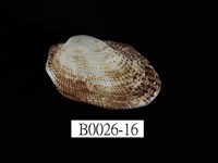 藏品(鬍魁蛤(布紋蚶))的圖片